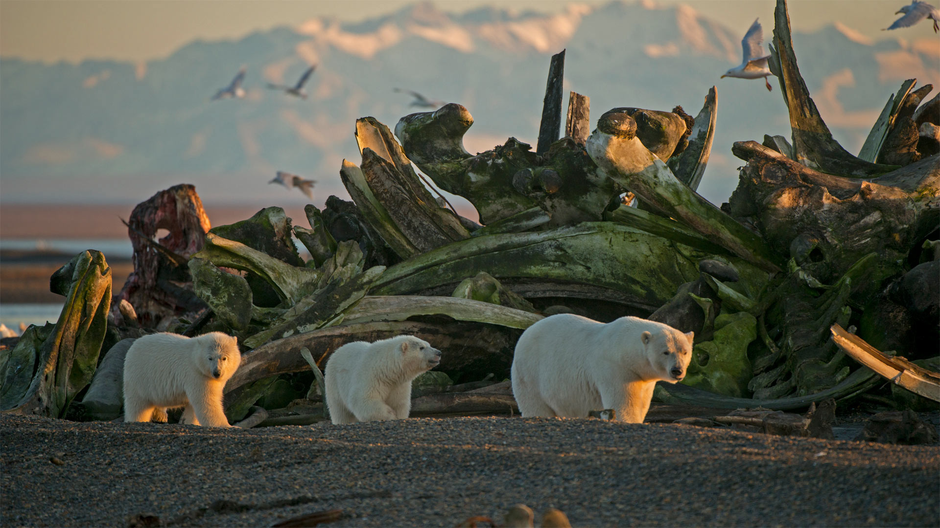 A polar bear and her cubs in the Arctic National Wildlife Refuge, Alaska, USA (© Steven Kazlowski/Minden Pictures)(Bing United Kingdom)