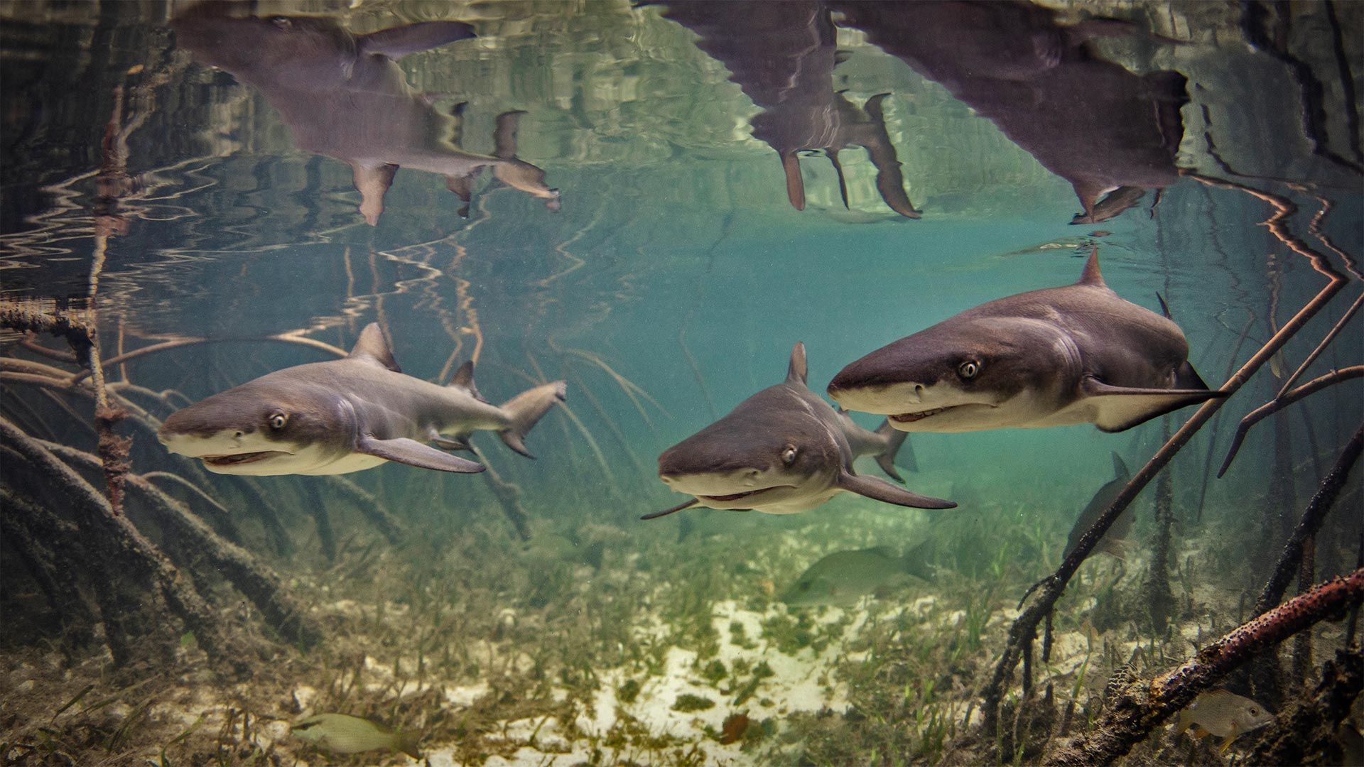 Baby lemon sharks swimming among mangroves near Alice Town, Bimini, Bahamas (© Ken Kiefer 2/Getty Images)(Bing United States)