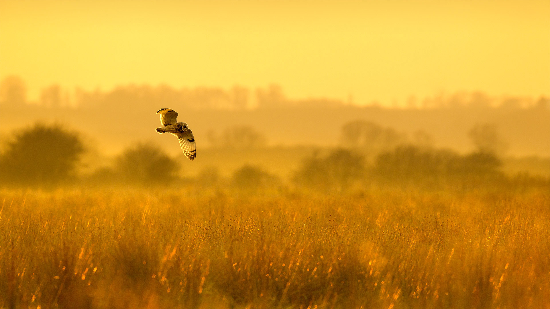 Short-eared owl hunting at dusk in Worlaby Carrs, Lincolnshire, England (© Ben Hall/Minden Pictures)(Bing Canada)