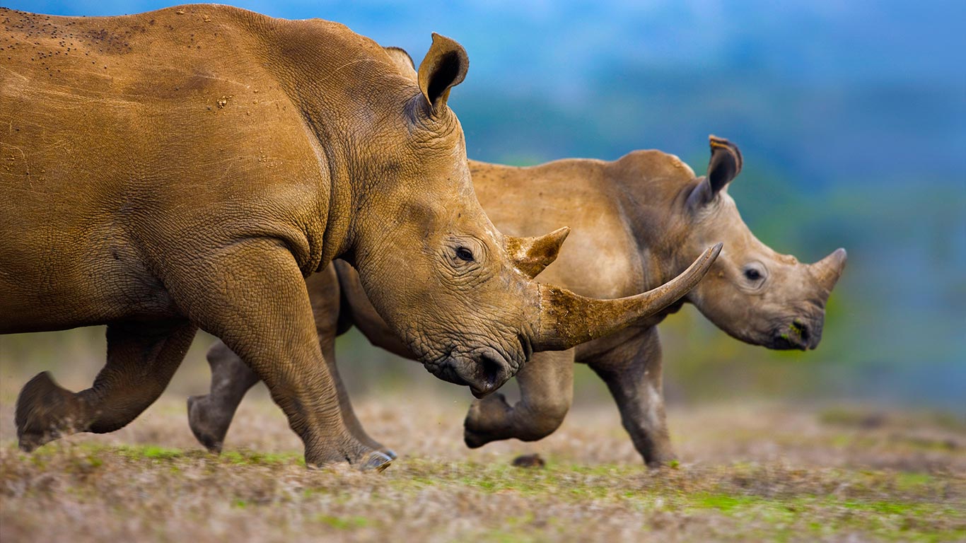 Maman et petit rhinocéros blanc du Sud (© Theo Allofs/Masterfile)(Bing France)