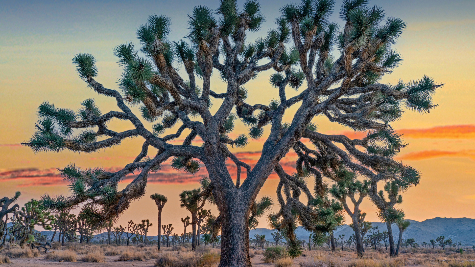 Joshua trees in Joshua Tree National Park, California (© Tim Fitzharris/Minden Pictures)(Bing Canada)