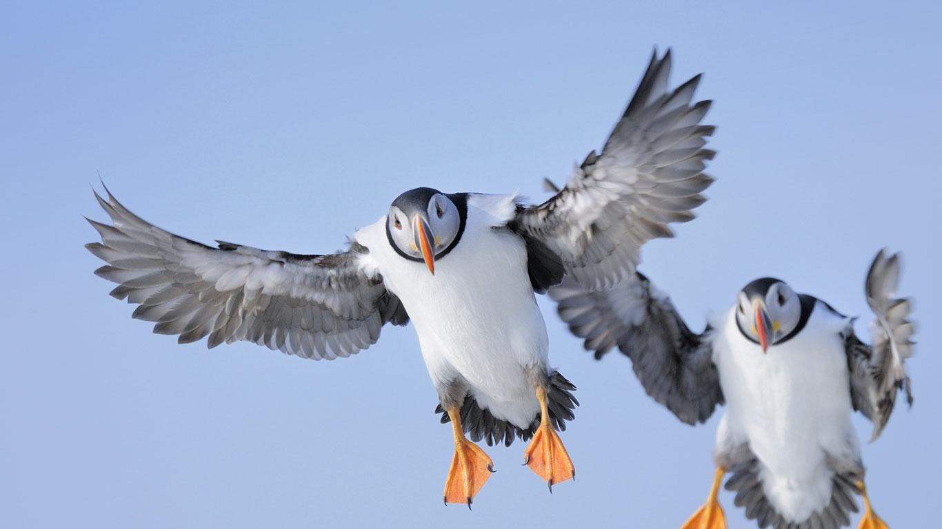 Atlantic puffin (Fratercula arctica) (© Werner Bollmann/Age Fotostock)(Bing United Kingdom)