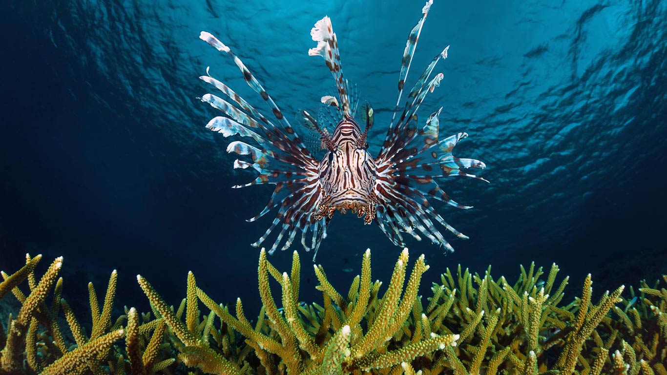 Lionfish swimming off the coast of Indonesia (© David Fleetham/Visuals Unlimited, Inc.)(Bing United Kingdom)