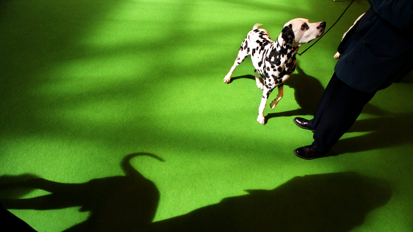 A Dalmatian parades at the Crufts International Dog Show at the National Exhibition Centre, Birmingham (© Andrew Fox/Corbis)(Bing United Kingdom)