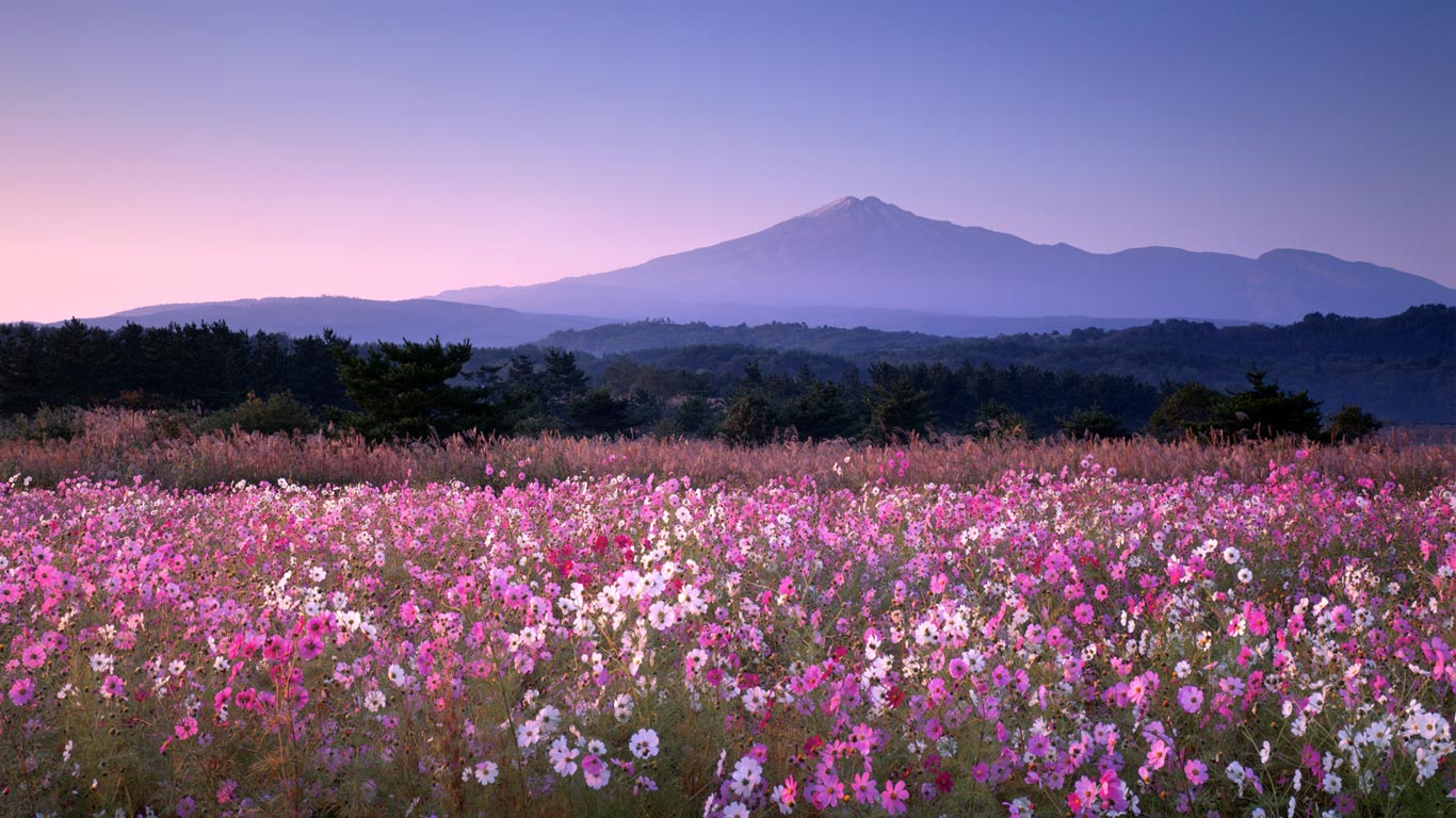｢鳥海山とコスモス｣秋田, 由利本荘市 (© Yukari Ochiai/Getty Images)(Bing Japan)