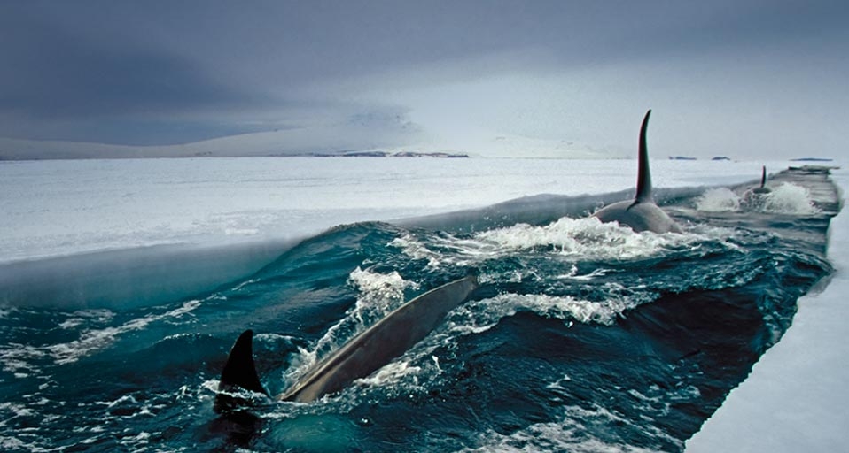 Orca whales make deep dives under ice to hunt Antarctic cod in McMurdo Sound, Antarctica -- Norbert Wu/Corbis &copy; (Bing United Kingdom)