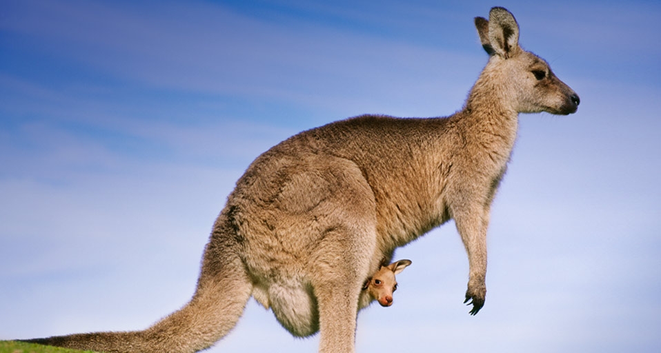 Eastern gray kangaroo mother carrying joey in pouch, in Australia -- Frans Lanting/Photolibrary &copy; (Bing Canada)