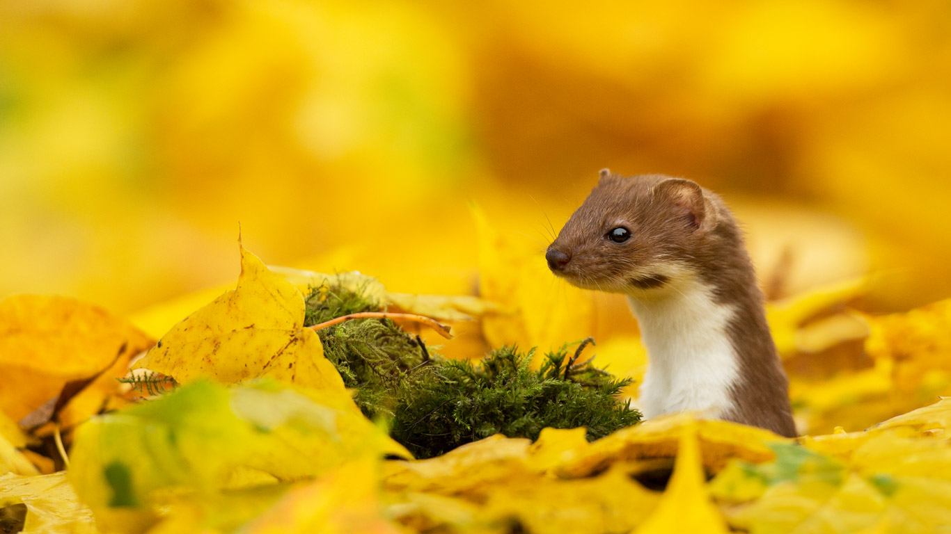 A weasel looking out of yellow leaves in autumn (© Paul Hobson/NPL/Minden)(Bing United Kingdom)
