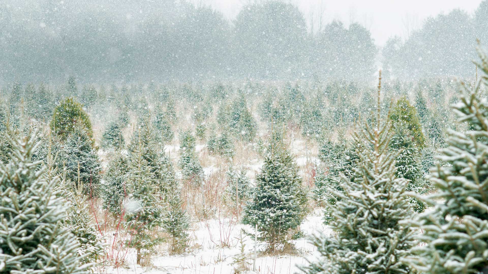 Christmas tree farm in Ontario (© FatCamera/Getty Images Plus)(Bing Canada)