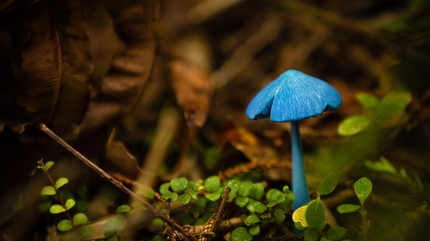 Entoloma hochstetteri mushroom at Lake Mahinapua, New Zealand (© Thysje Arthur/Offset)(Bing United Kingdom)