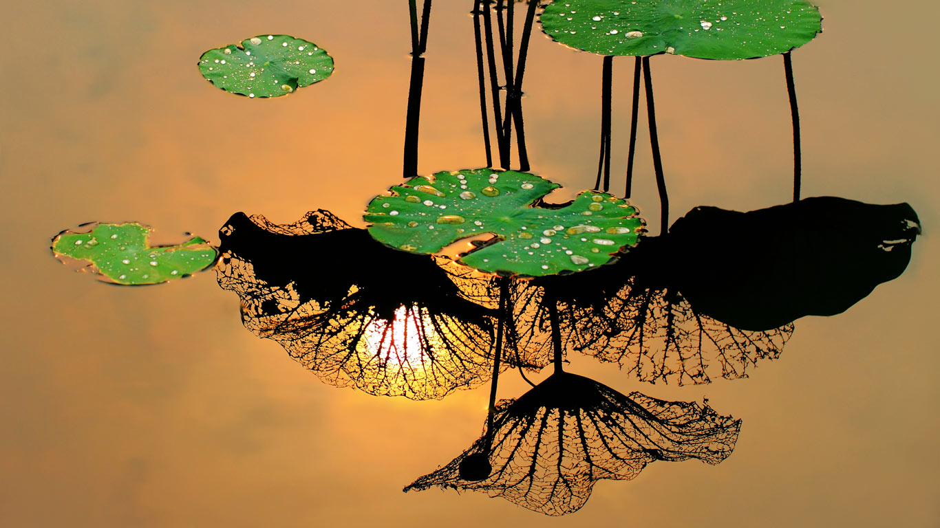 莲叶 (© VIEW STOCK RF/Age Fotostock)(Bing China)