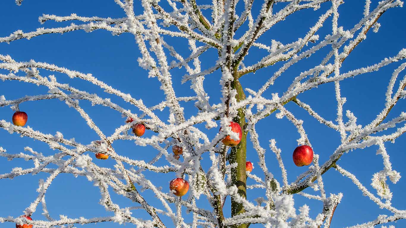 On Pie Day, an apple tree in winter (© Chris Stein/Getty Images)(Bing United States)
