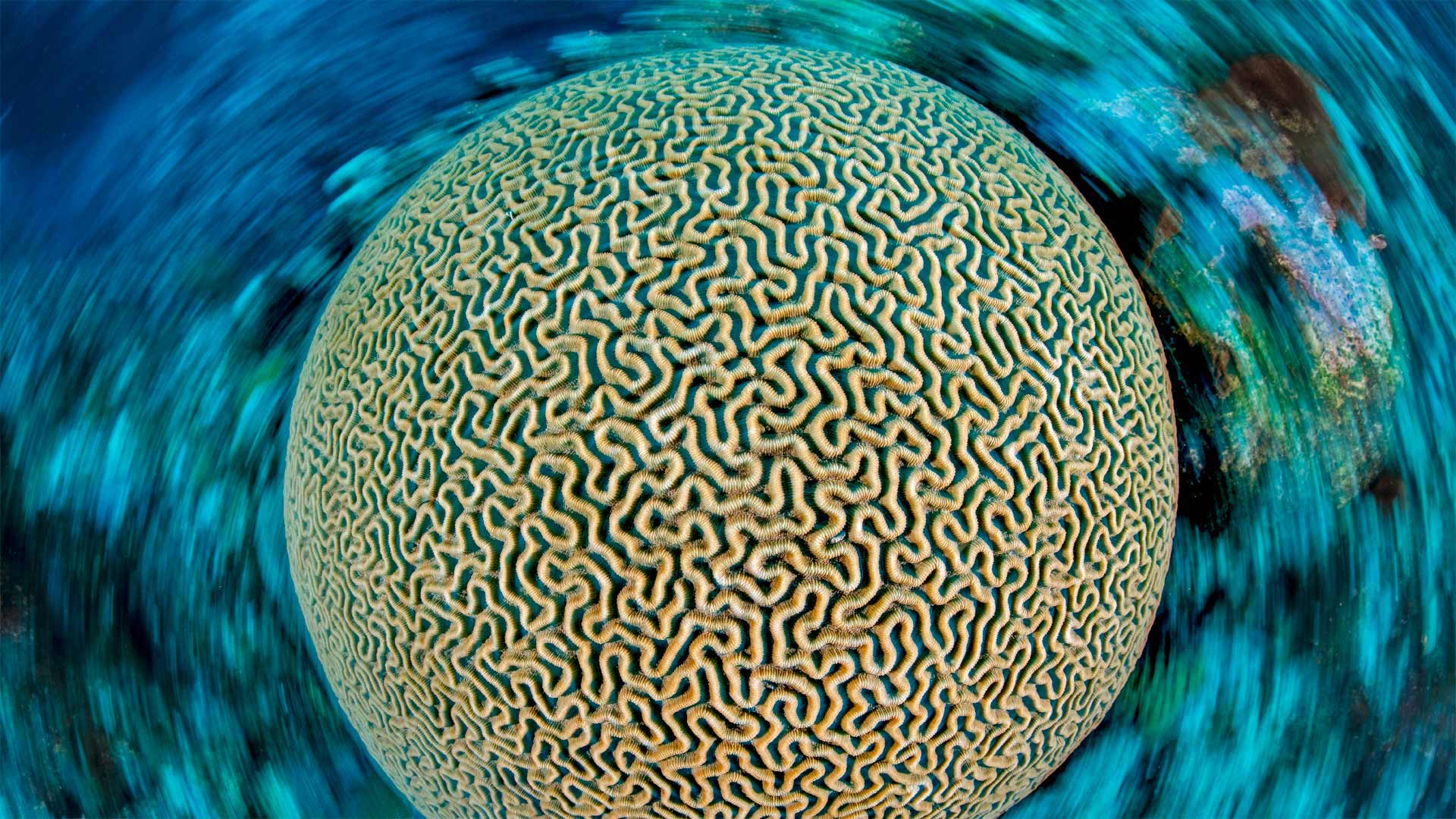 Symmetrical brain coral on a reef in the Caribbean Sea near Grand Cayman, Cayman Islands (© Alex Mustard/Minden Pictures)(Bing Canada)