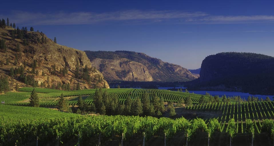 Blue Mountain Vinyards, Okanagan Falls, British Columbia, Canada --David Nunuk/Photolibrary &copy; (Bing Canada)