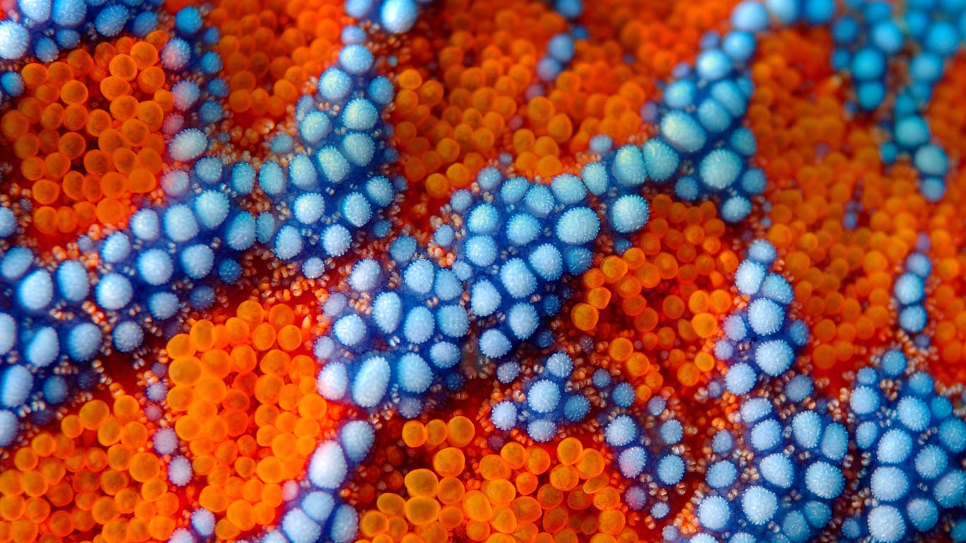 Detail of spines on the exterior of a sea star (Evaserias retifera) near Primorsky Krai, Russia (© SuperStock)(Bing United Kingdom)
