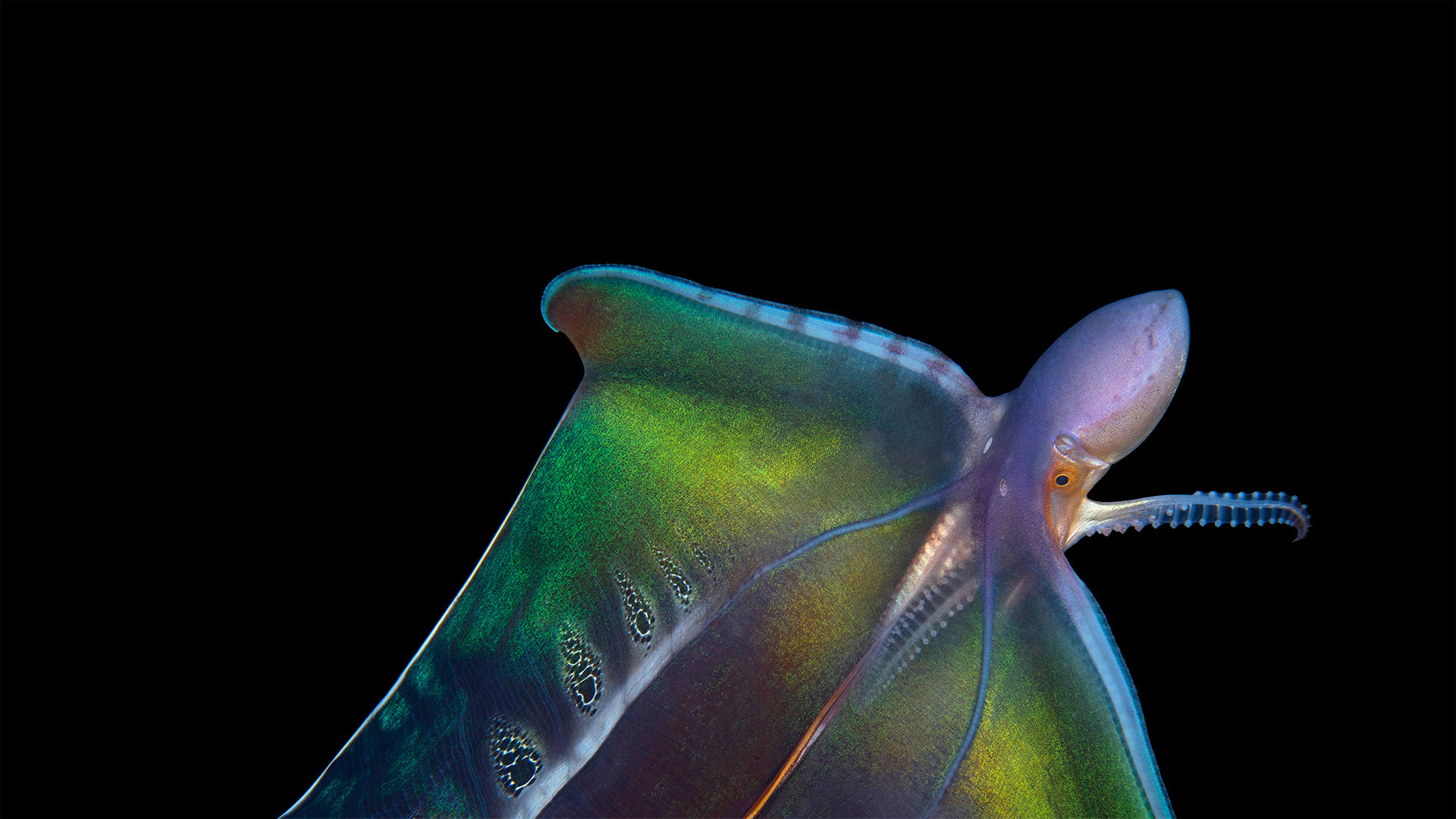 Blanket octopus in Palm Beach, Florida, USA (© Steven Kovacs/Minden Pictures)(Bing United Kingdom)