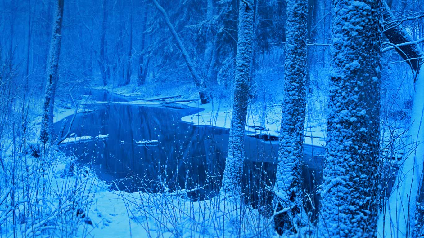 Łutownia River in the Białowieża Forest, Poland (© Johan Hammar/Naturbid/plainpicture)(Bing Canada)