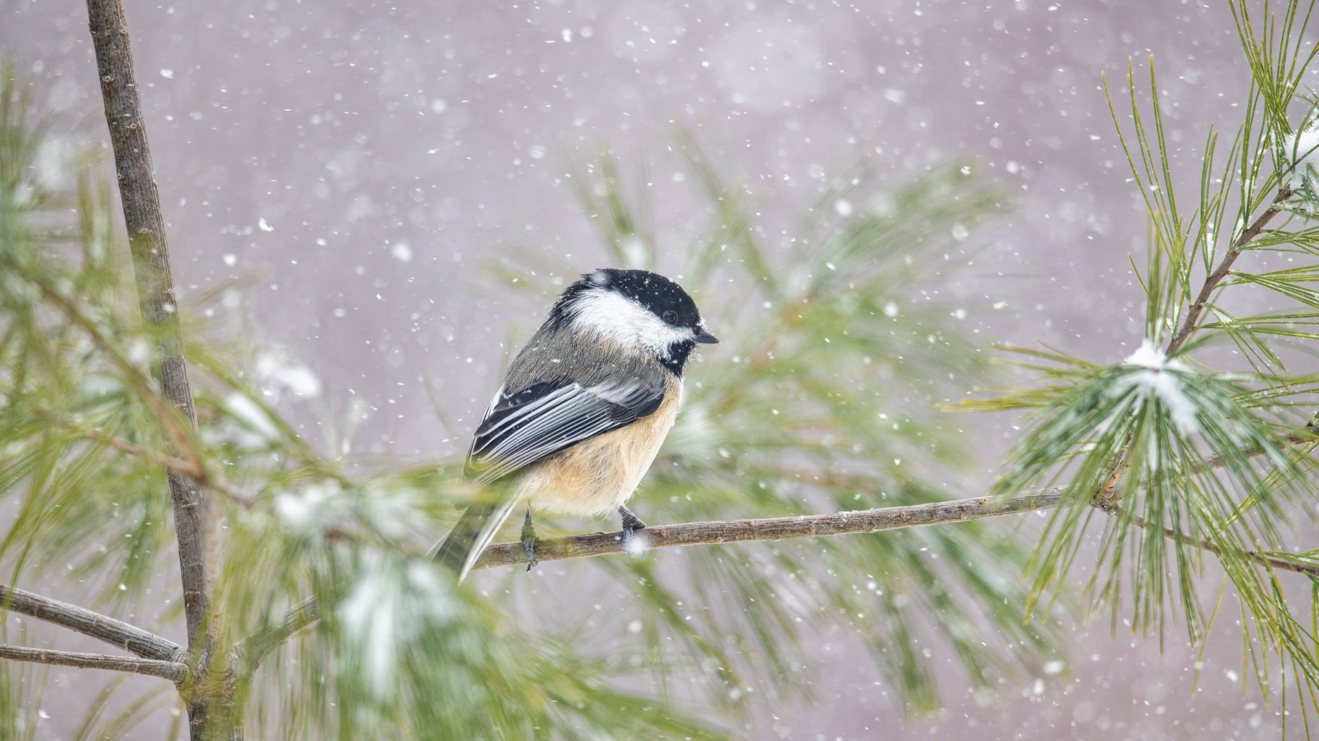 Black-capped Chickadee (Poecile atricapillus) in snowfall, Nova Scotia (© Scott Leslie/Minden Pictures)(Bing Canada)