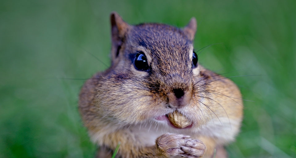Chipmunk with cheeks stuffed full of peanuts –Frank Cezus/Getty Images &copy; (Bing Canada)