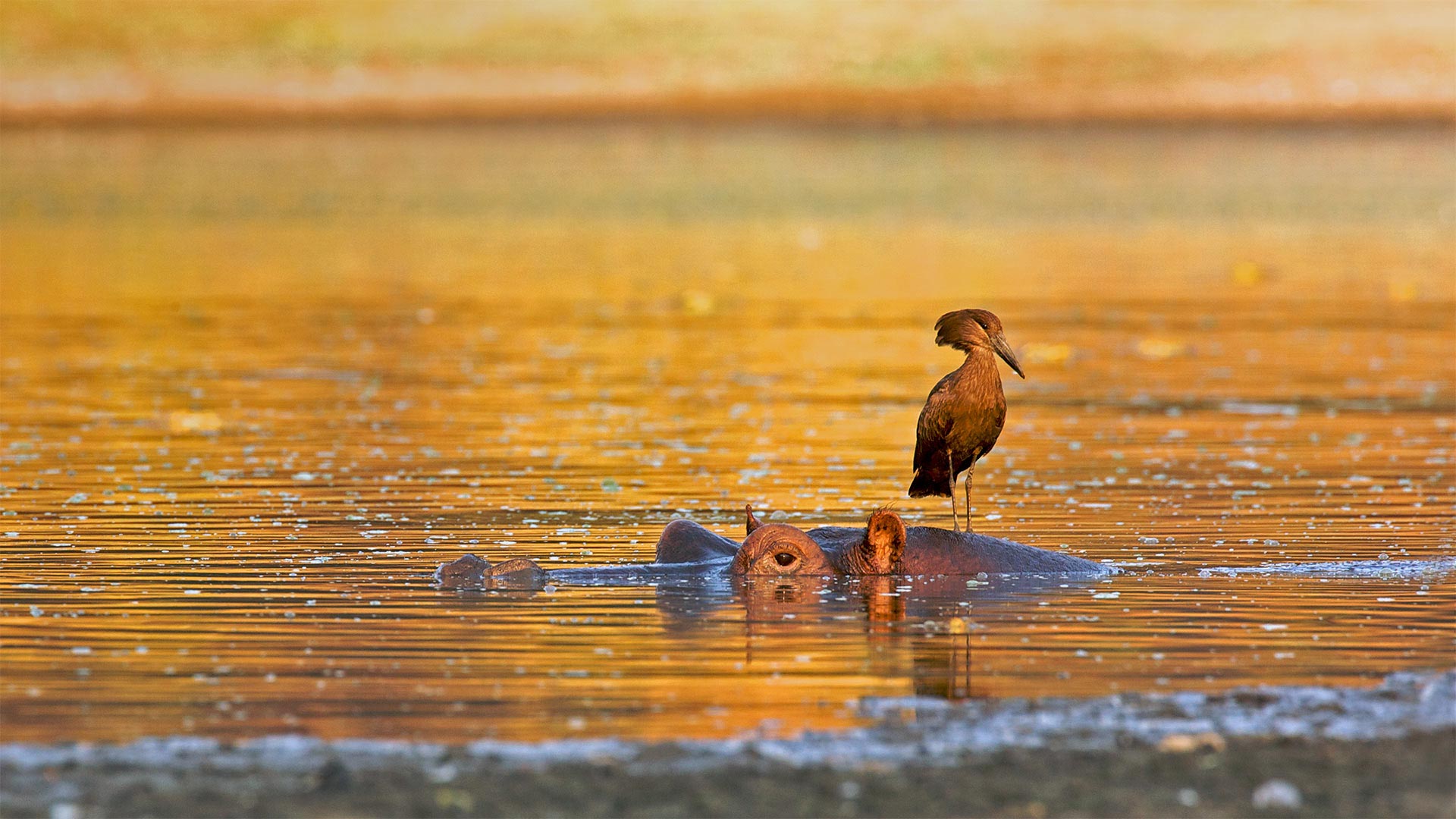 Hamerkop standing on a hippo, Mana Pools National Park, Zimbabwe (© David Fettes/Getty Images)(Bing United Kingdom)