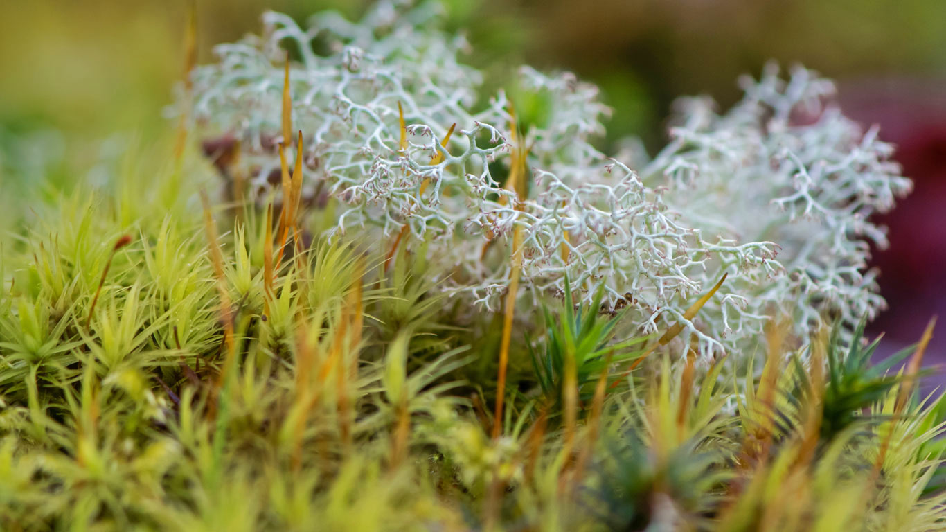 Reindeer lichen in Dartmoor National Park (© Ian Redding/Getty Images Plus)(Bing United Kingdom)