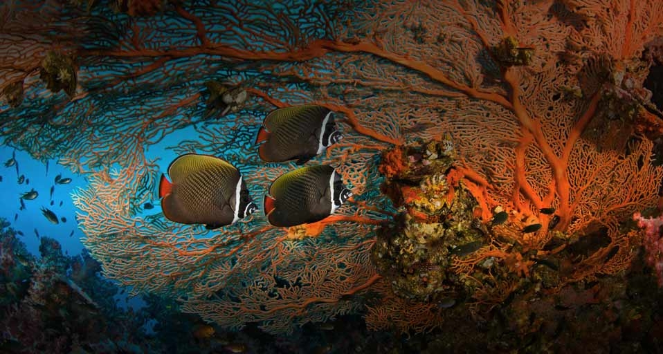 Collare butterflyfish and soft coral in Surin Islands Marine National Park, Thailand -- F. Stuart Westmorland/Corbis &copy; (Bing United Kingdom)