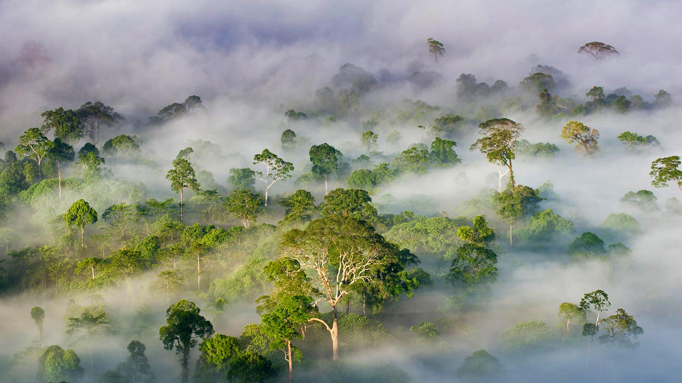 Danum Valley Conservation Area, Sabah, Malaysia (© Steve Bloom Images/Alamy)(Bing United Kingdom)