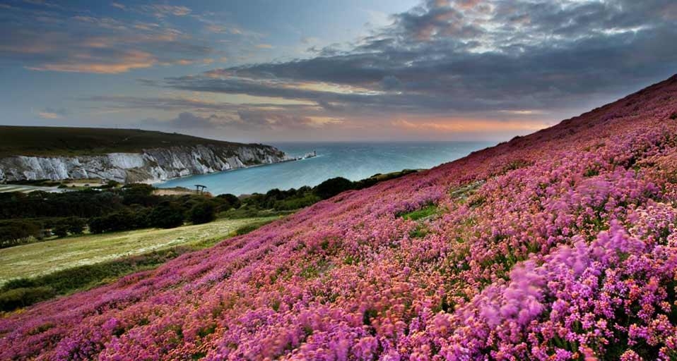 Heather on Headon Warren overlooking The Needles, Isle of Wight (© Available Light Photography / Alamy) &copy; (Bing United Kingdom)