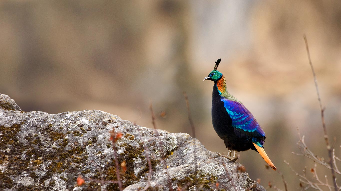 Male Himalayan monal in Sagarmāthā National Park, Nepal (© Patricio Robles Gil/Minden Pictures)(Bing United Kingdom)