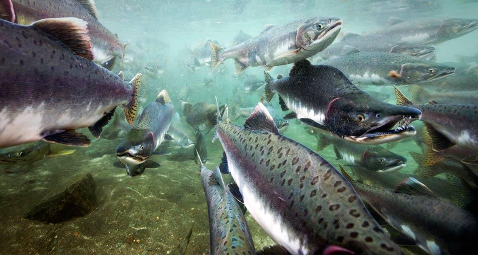 Underwater view of spawning salmon in Katmai National Park, Alaska, USA (© Paul Souders/Corbis) &copy; (Bing United Kingdom)