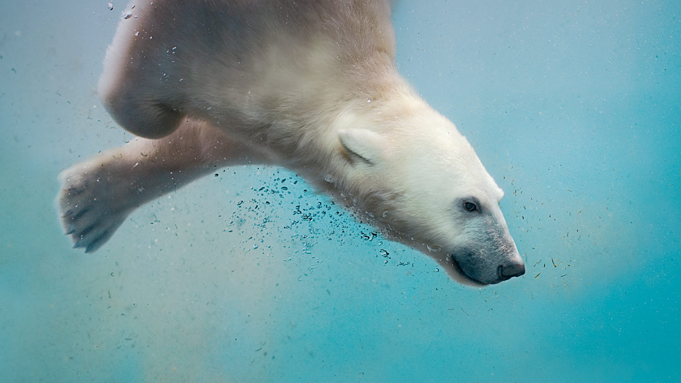 A polar bear plunging (© Sergei Gladyshev/500px)(Bing Australia)