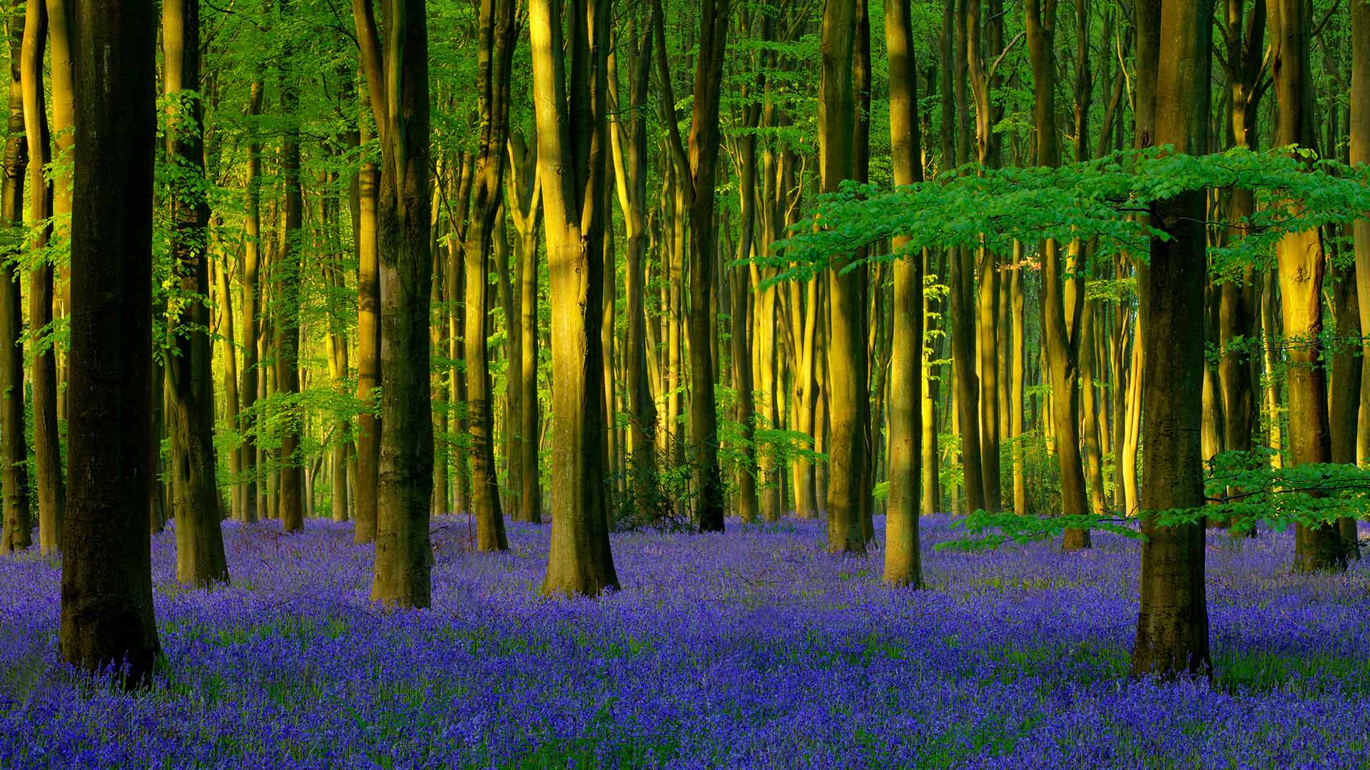 Micheldever Wood的蓝铃花，英国汉普郡 (© Hursley/Getty Images Plus)(Bing China)