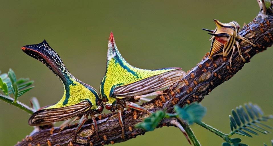Composite of a juvenile thorn bug on the right, and female and male thorn bug head-to-head on a sweet acacia branch (© Christina L. Evans-Rainbow/Corbis) &copy; (Bing United Kingdom)