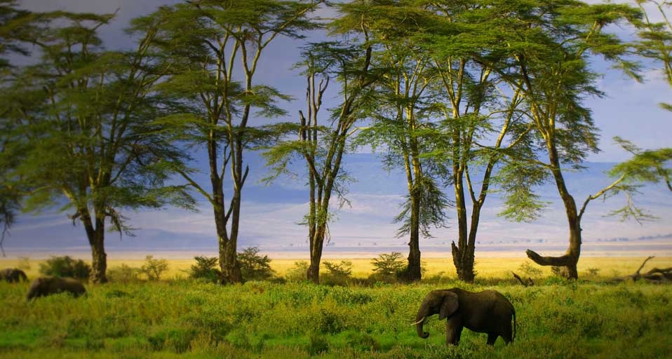 Ein afrikanischer Elefant im Ngorongoro-Krater, Tansania – Blaine Harrington III/Corbis &copy; (Bing Germany)