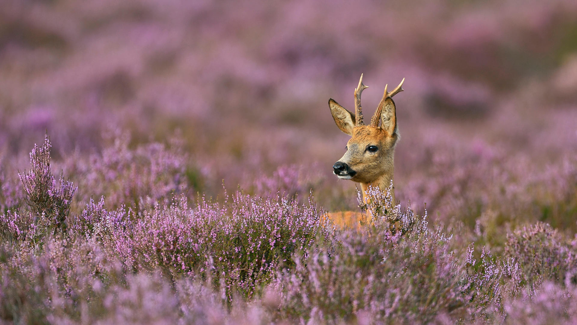 石楠花丛中的雄狍 (© wonderful-Earth.net/Alamy Stock Photo)(Bing China)