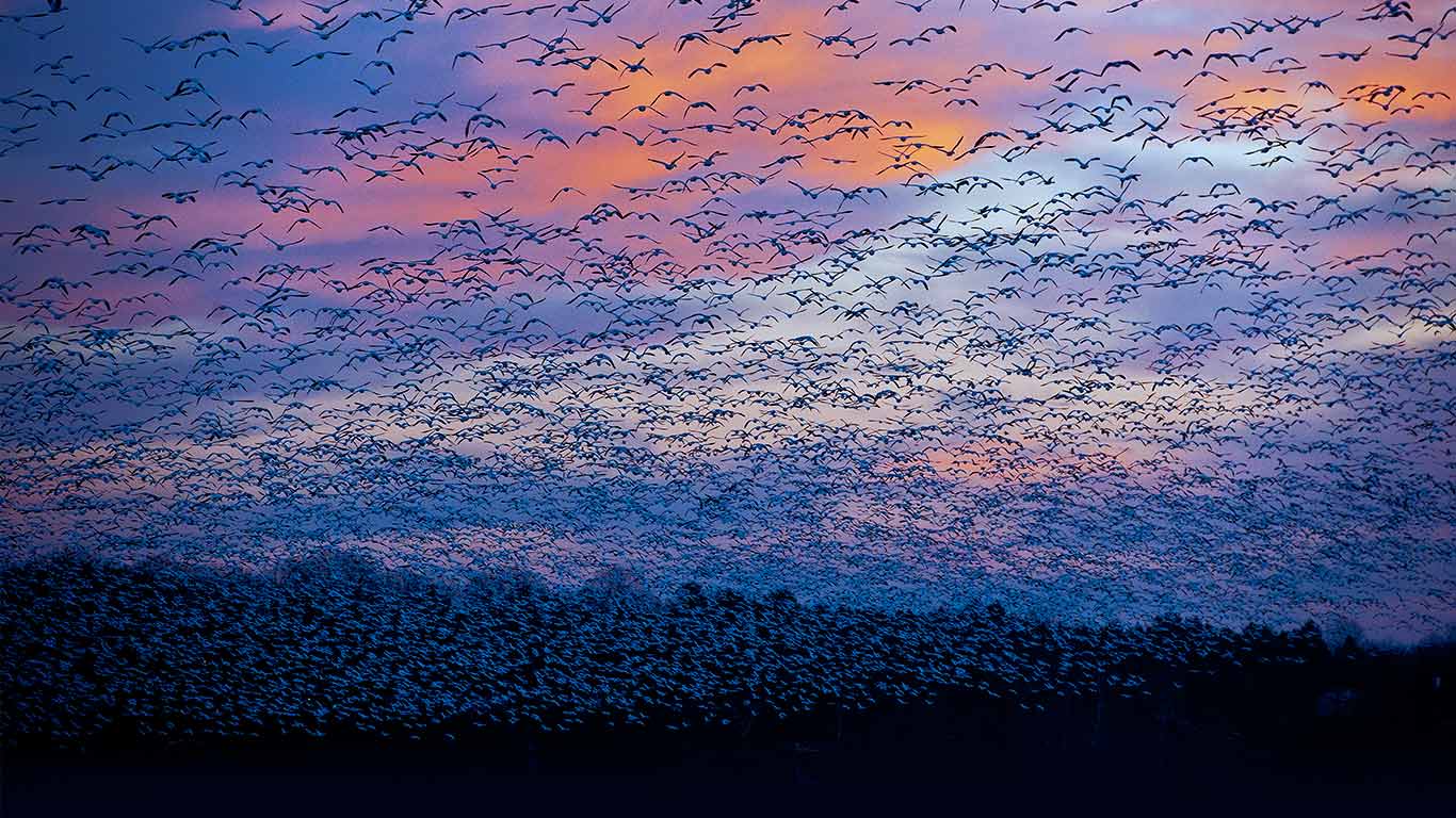 ｢ハクガンの渡り｣カナダ, ケベック州 (© David Doubilet/GettyImages)(Bing Japan)