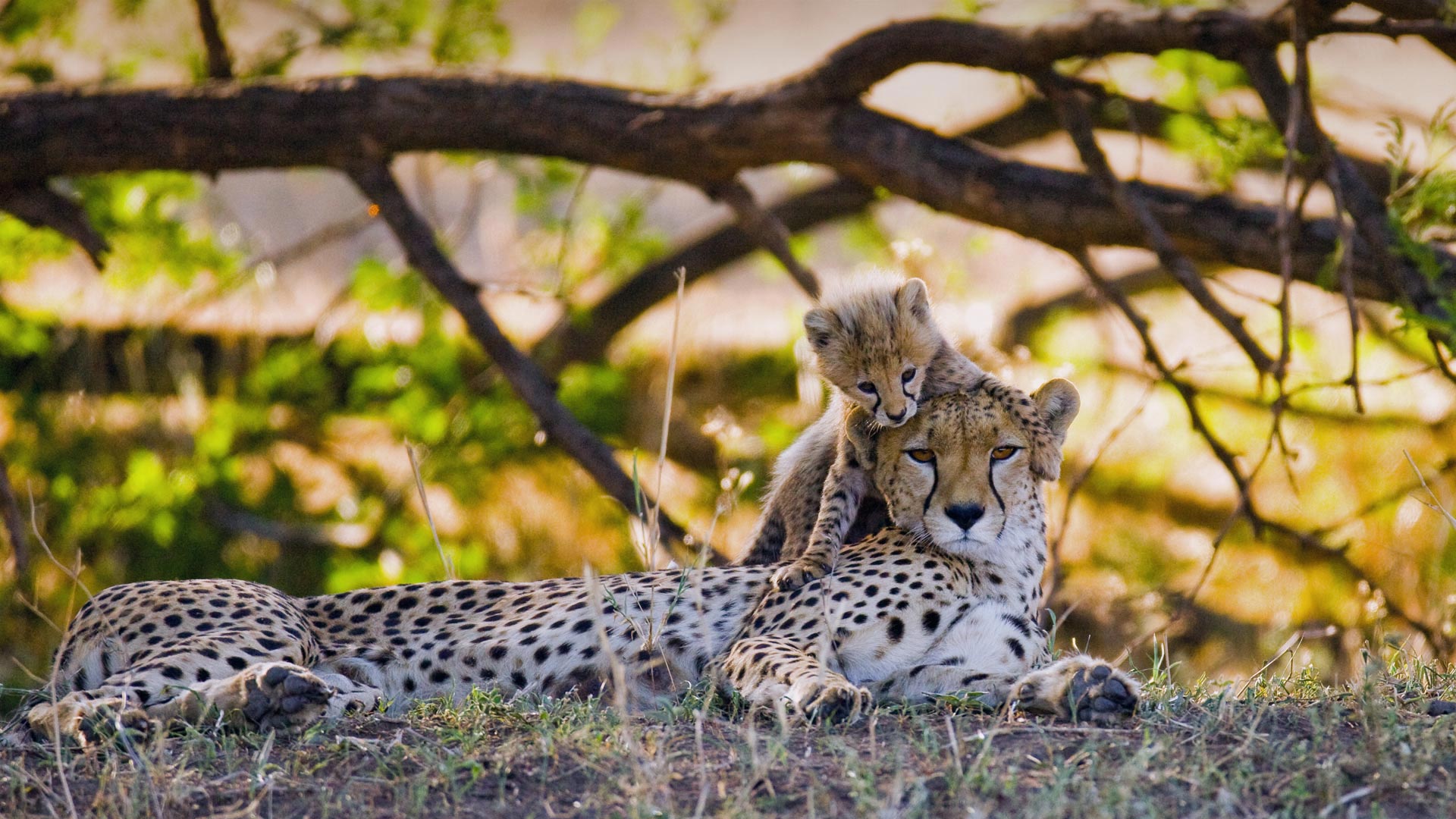 Mother cheetah and her cub in the Maasai Mara nature reserve, Kenya (© gudkovandrey/Adobe Stock)(Bing Canada)