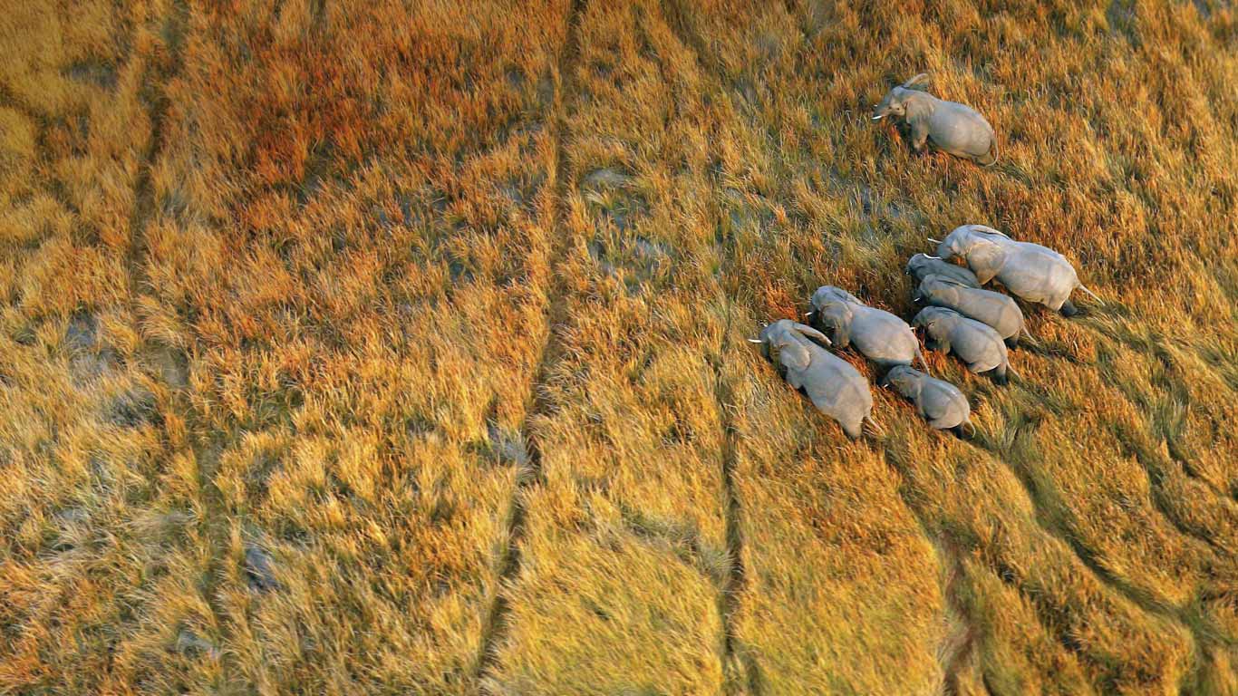 Elephants in the Okavango Delta, Botswana (© Michael Poliza/Getty Images)(Bing United Kingdom)