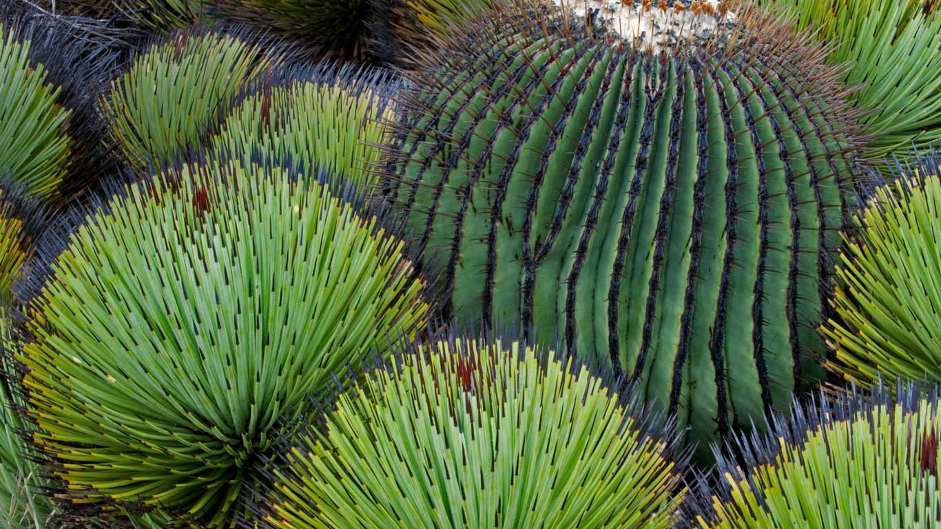 A giant barrel cactus and yucca plants in the Chihuahuan Desert, Mexico (© Patricio Robles Gil/Minden Pictures)(Bing United Kingdom)