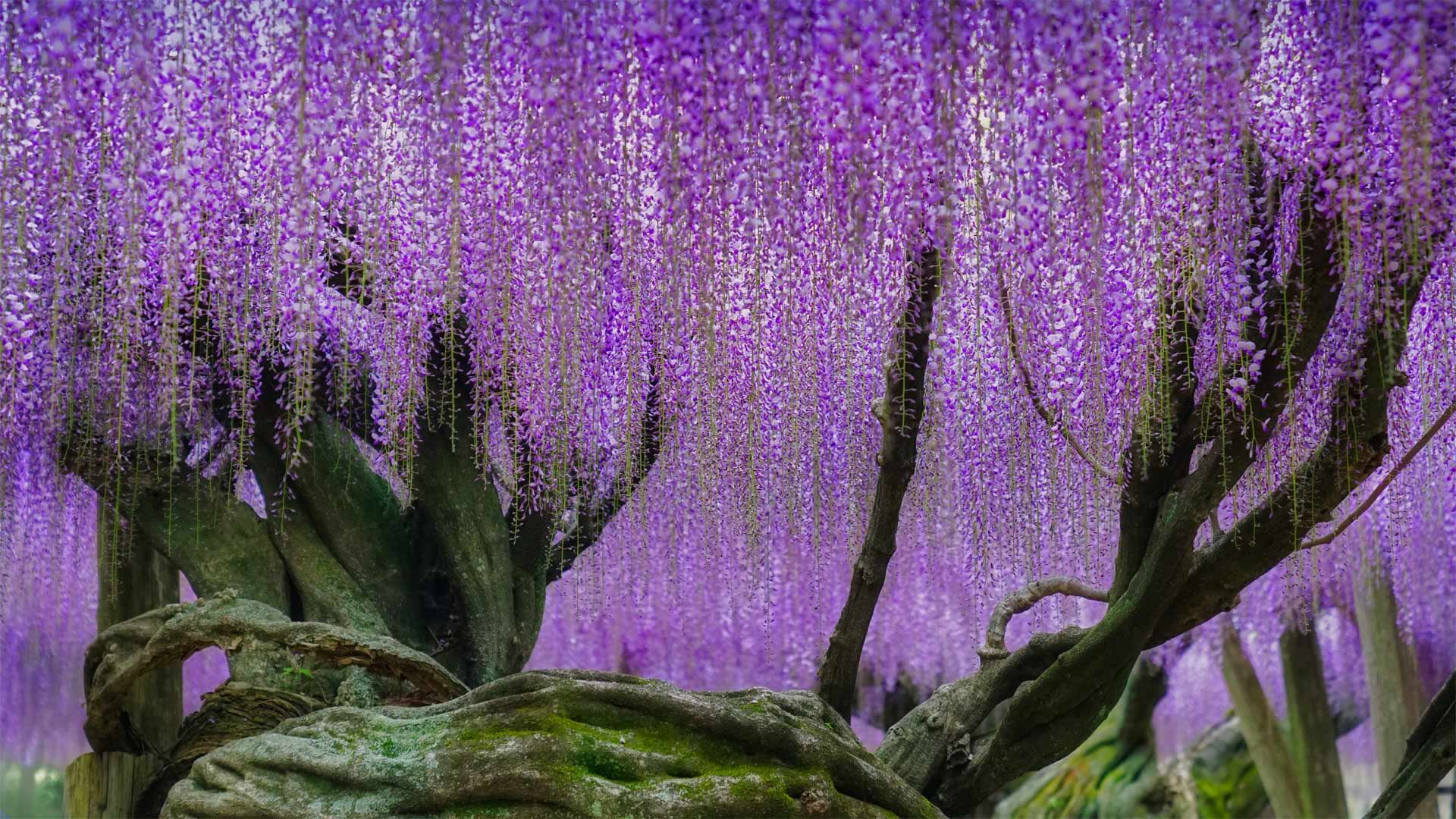 Blühender Blauregen im Kawachi Fuji Garden, Kitakyushu, Japan (© Steve Tan C K Photography/Getty Images)(Bing Deutschland)