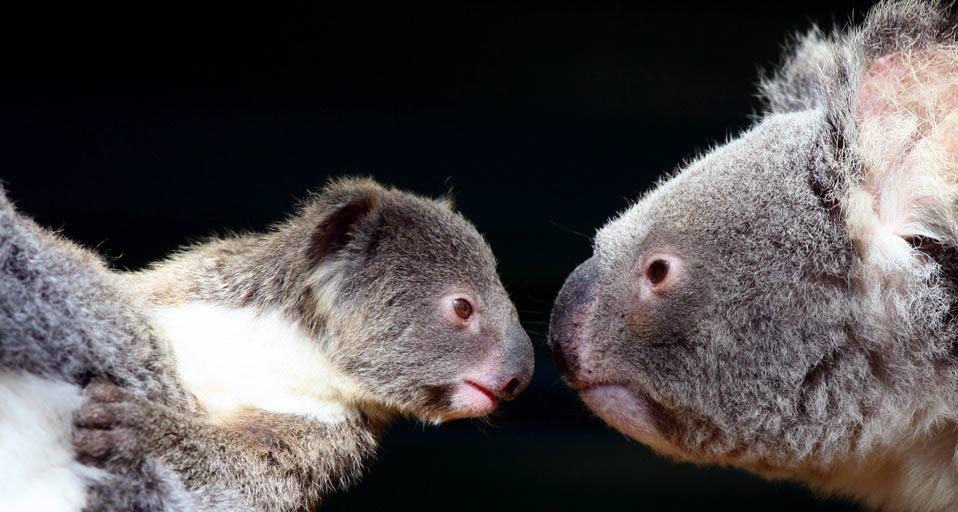A family of koalas with a little joey  (© Paco Alcantara/Getty Images) &copy; (Bing United Kingdom)