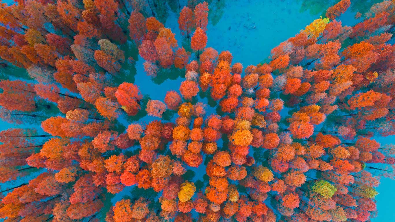 紫马岭公园内的水杉，中国中山市 (© Yaorusheng/Getty Images)(Bing China)