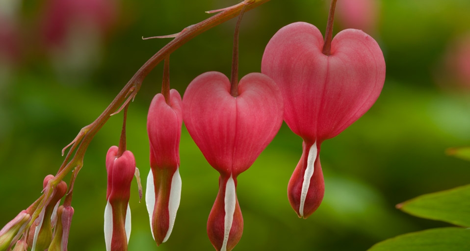 Dicentra (bleeding heart) plant (© Travel Ink/Getty Images) &copy; (Bing United Kingdom)