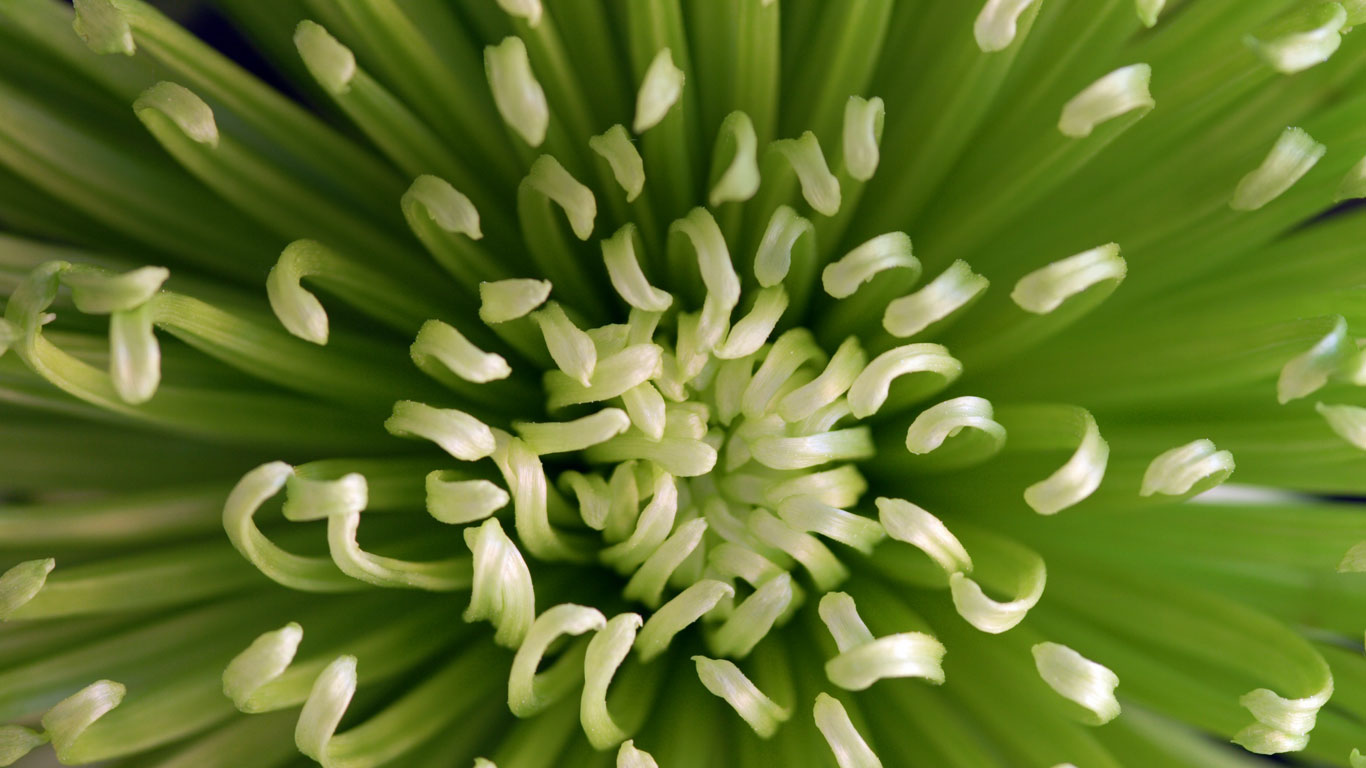 Chrysanthemum flower, green "Anastasia" variety (© Tom Joslyn/age fotostock/SuperStock)(Bing United States)