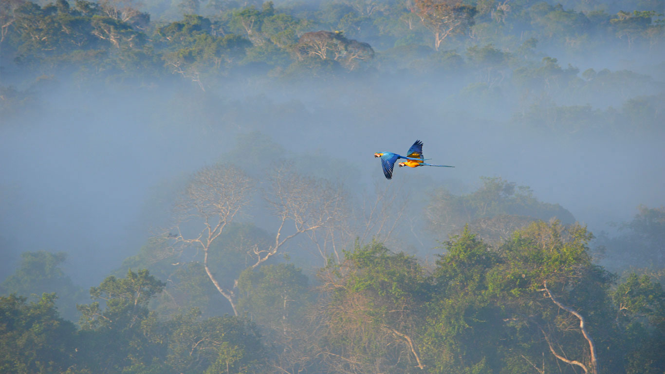Blue-and-yellow macaws flying over the Amazon, Brazil (© Nicky van Veenendaal/500px)(Bing Canada)