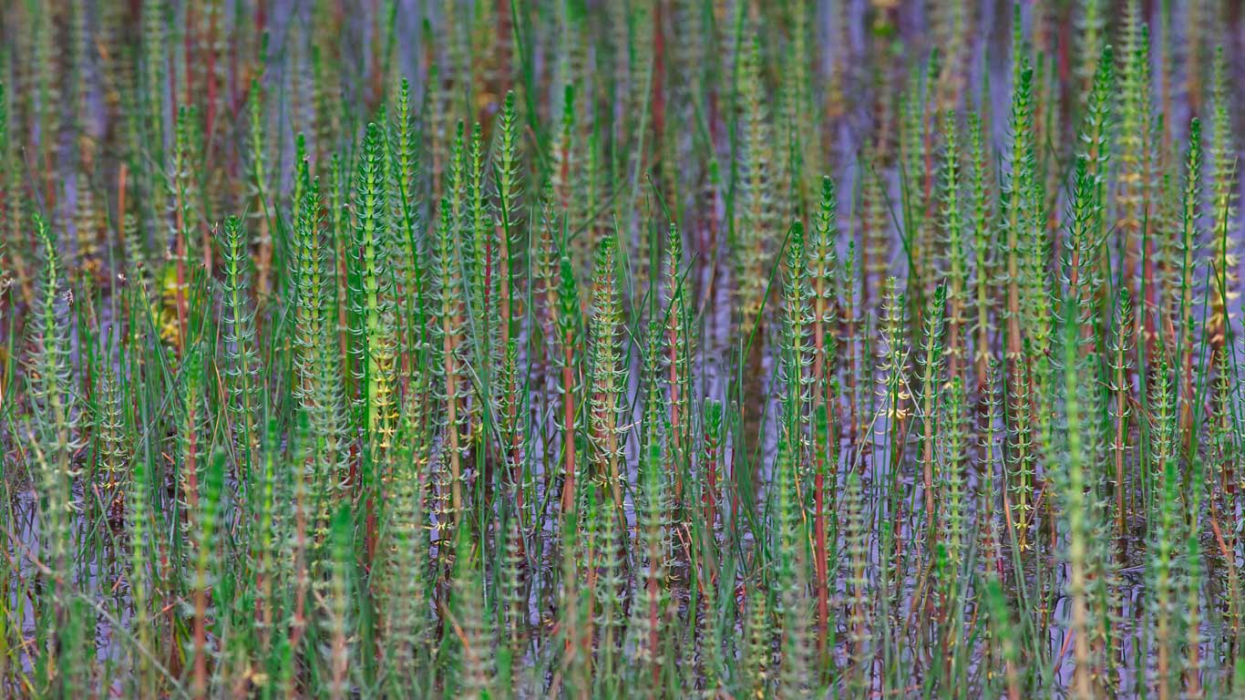 Tannenwedel im Hochland von Tibet, China (© Dong Lei/Minden Pictures)(Bing Deutschland)