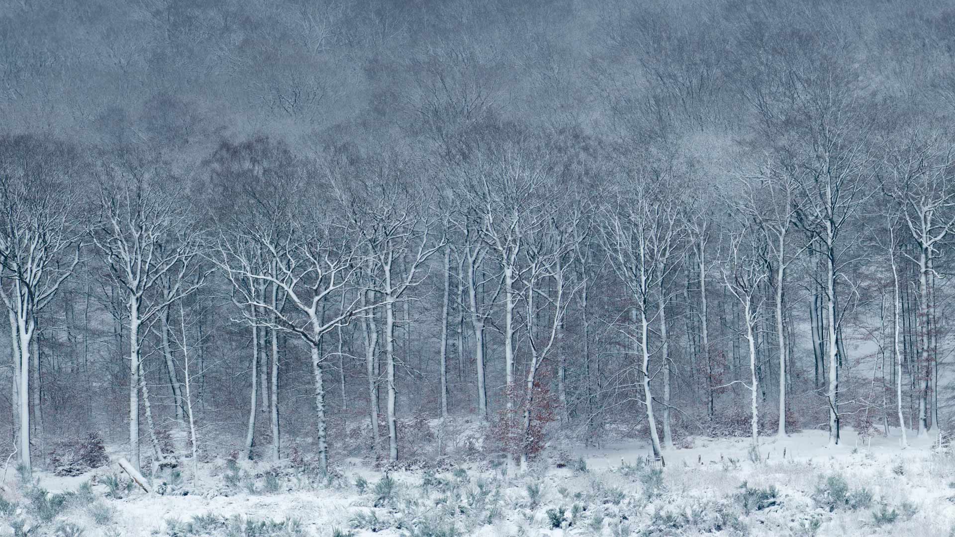 Luzulo-Fagetum beech forest covered with frost and snow, Ardennes, Belgium (© Philippe Moes/Alamy)(Bing Canada)