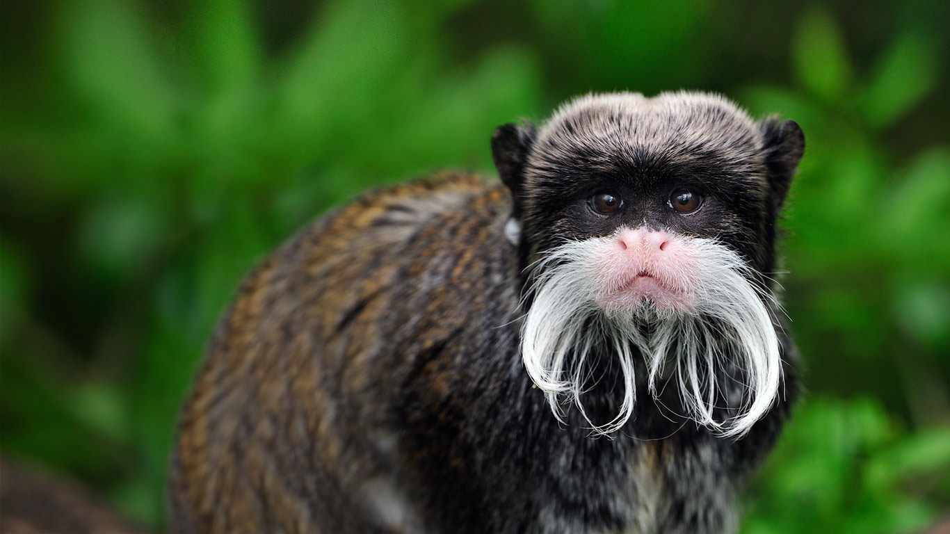Emperor tamarin monkey in Manu National Park, Peru (© Thomas Marent/Minden Pictures)(Bing United States)