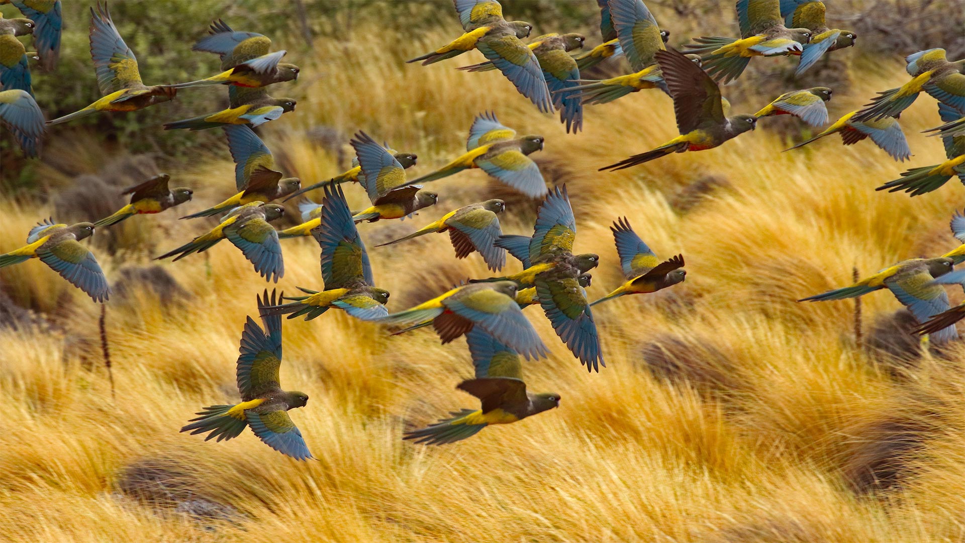 Burrowing parrots in Las Lajas, Argentina (© Cagan Hakki Sekercioglu/Getty Images)(Bing United Kingdom)