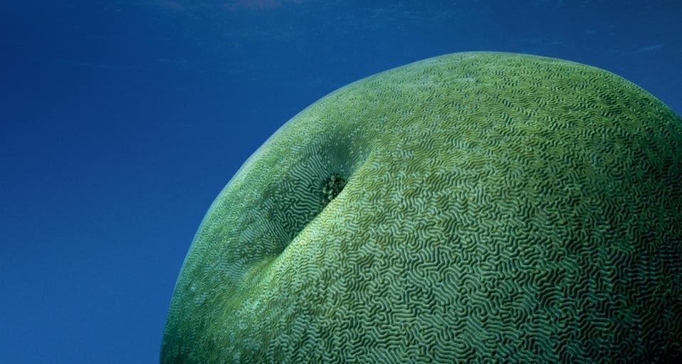 Hirnkoralle im Great Barrier Reef vor der Küste Australiens – Stuart Westmorland/Corbis &copy; (Bing Germany)